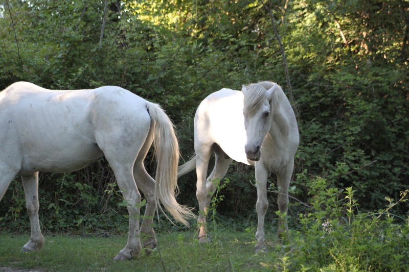 CHEVAUX ..... Img_6011