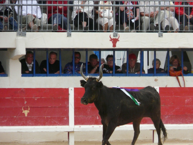 Grau du Roi 18 Sept. Finale des Vaches Cocardières  P1050428