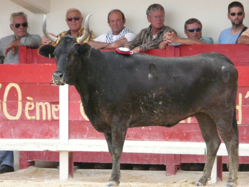 Grau du Roi 18 Sept. Finale des Vaches Cocardières  P1050510