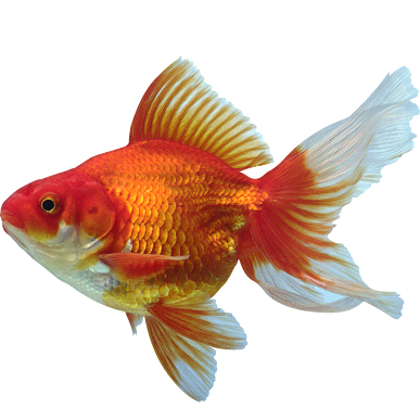 مهازل الموت: سمكة عزرائيل Goldfi10
