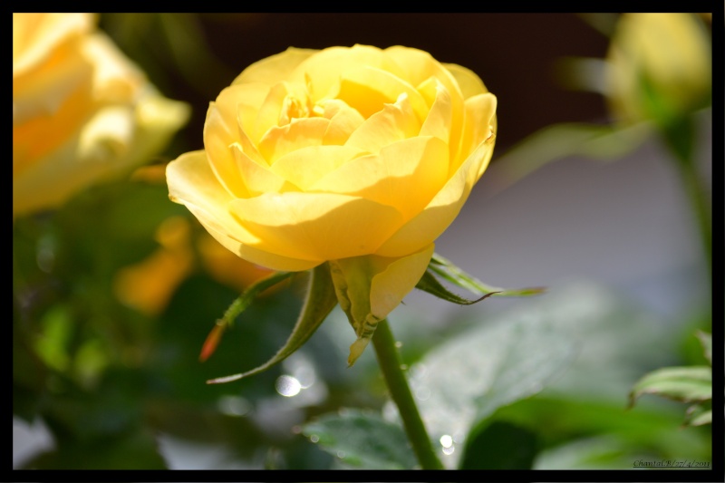 une rose jaune 141