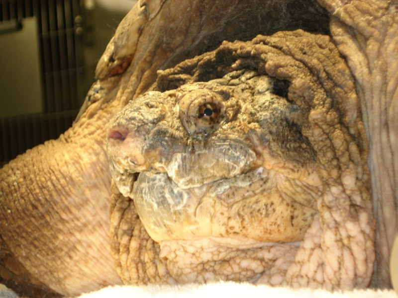 Adventures in Snapping Turtle - Not for the squemish, or easily offended.  Col_0110