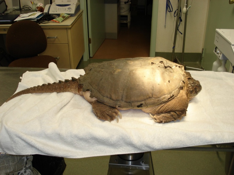 Adventures in Snapping Turtle - Not for the squemish, or easily offended.  Col_0210