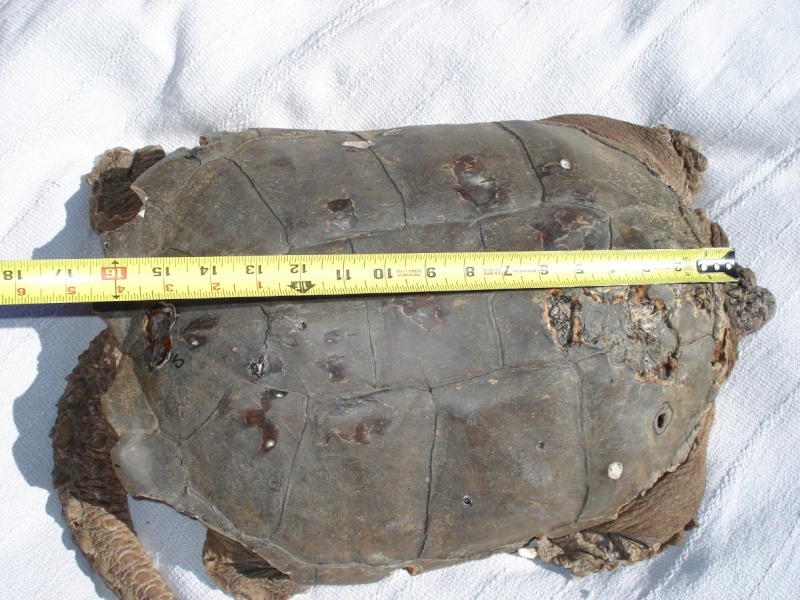 Adventures in Snapping Turtle - Not for the squemish, or easily offended.  Col_0410
