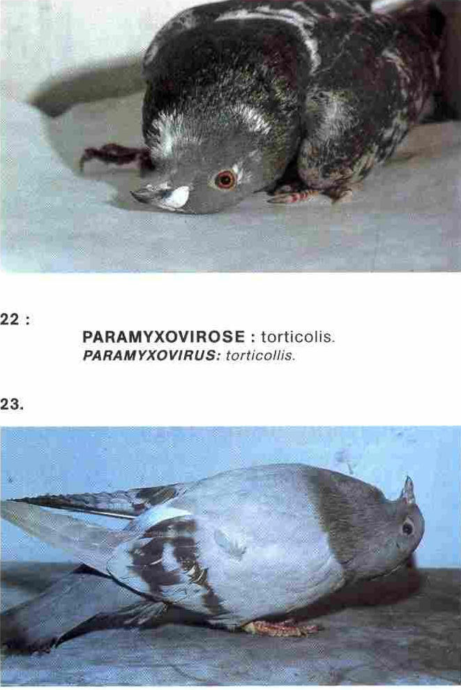 pigeons malades Paramy10