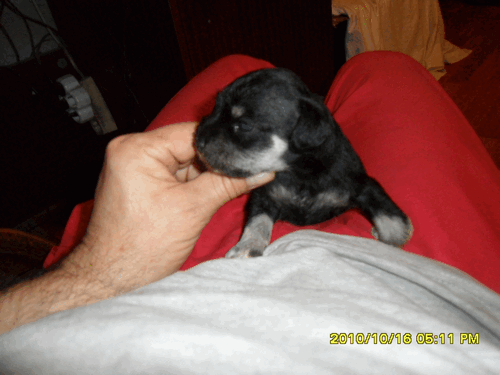 New litter black-silver Miniature Schnauzer 20-0110