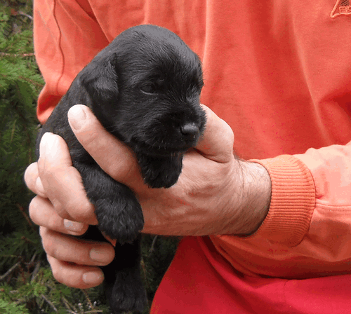 MIniature Schnauzers Black- Litter "J" born 09.09.2010. 310