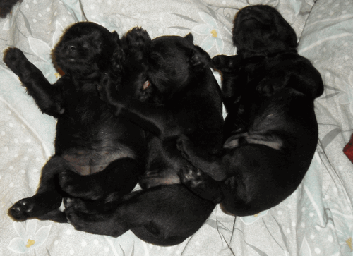 MIniature Schnauzers Black- Litter "J" born 09.09.2010. 610