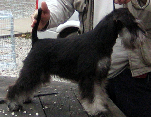 New litter black-silver Miniature Schnauzer Paris10