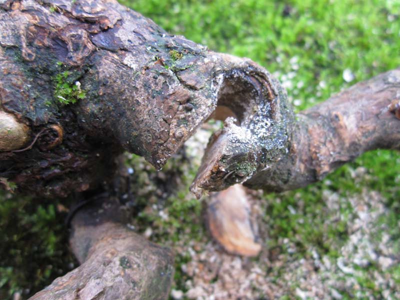 Bending a trunk on a Hawthorn Raft. Raft-b16