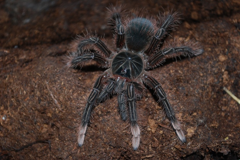 theraphosa blondie,apophysis,burgundy ! Identi10