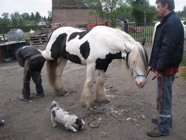 Cool nos deux gros BB au parage Parrag16