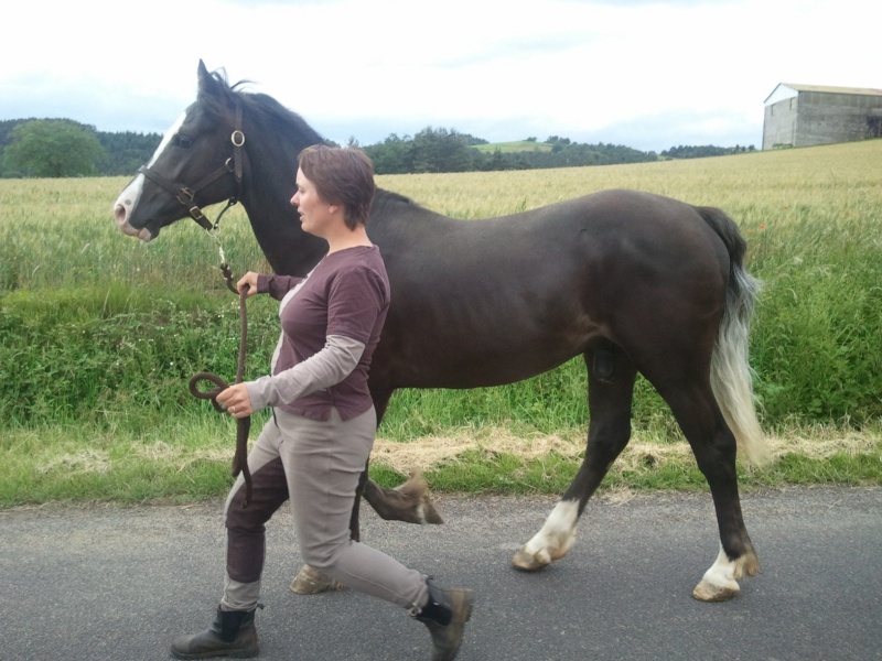 VDS p7 WEXLAND SAFARI Welsh Cob - Page 2 Wp_00010