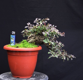 A YEAR IN THE LIFE OF A NEW BERBERIS SHOHIN. 19-9-211