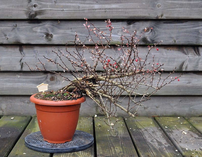 A YEAR IN THE LIFE OF A NEW BERBERIS SHOHIN. 28-1-212
