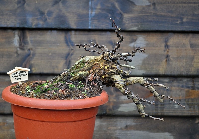 A YEAR IN THE LIFE OF A NEW BERBERIS SHOHIN. 28-1-213