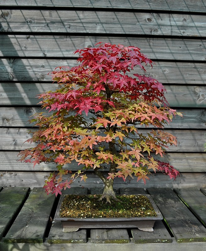 Show the Autumncolour from your bonsai 4-10-211