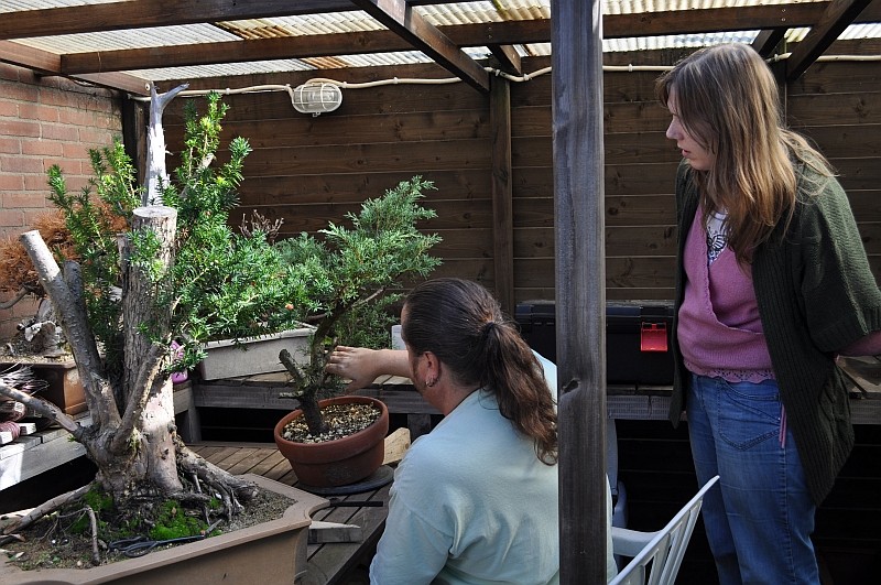 SOME LATE SUMMER BONSAI FUN DURING A SMALL WORKSHOP IN MY GARDEN. 5-10-210