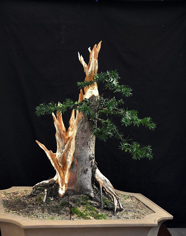 SOME LATE SUMMER BONSAI FUN DURING A SMALL WORKSHOP IN MY GARDEN. 5-10-213