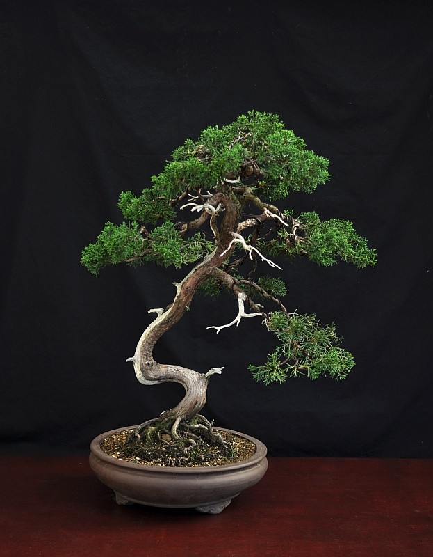 SOME LATE SUMMER BONSAI FUN DURING A SMALL WORKSHOP IN MY GARDEN. 5-10-215