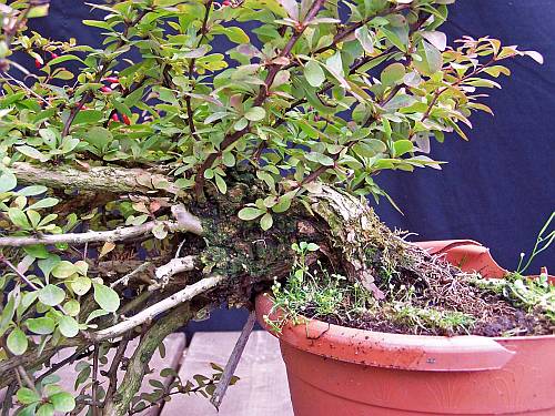 A YEAR IN THE LIFE OF A NEW BERBERIS SHOHIN. 5-9-2012