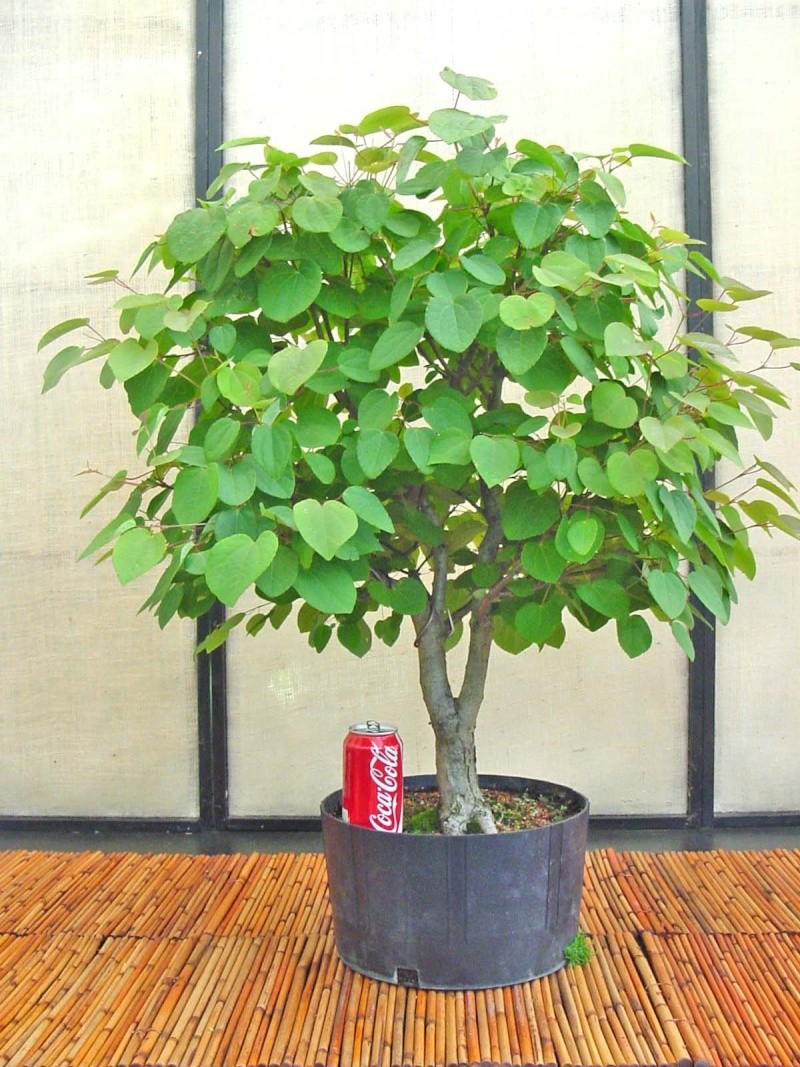 Katsura tree Update C_japo10