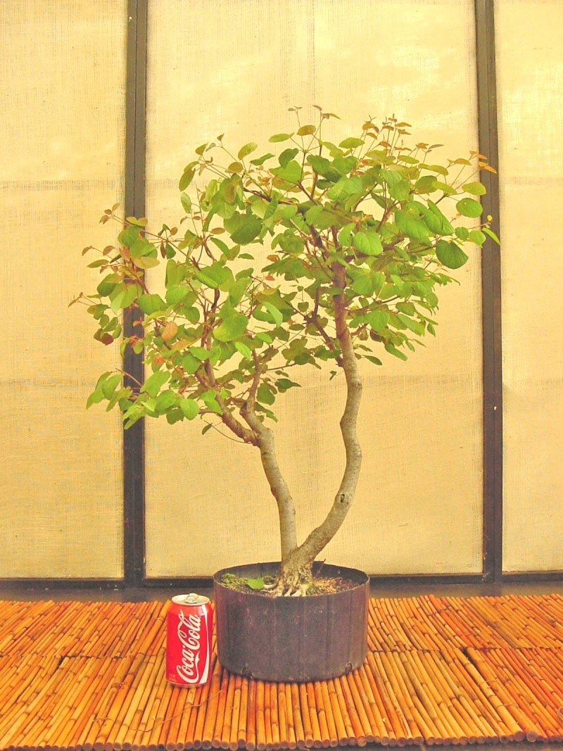 Katsura tree Update C_japo11