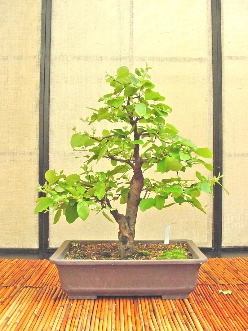 Cydonia oblonga (European quince) C_oblo10