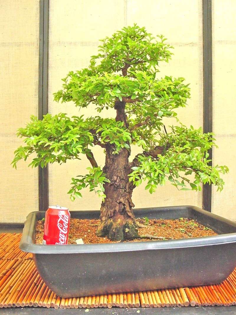 Another Corkbark Chinese Elm U_p_co11