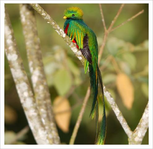 [Animaux] Le Quetzal Quetza10