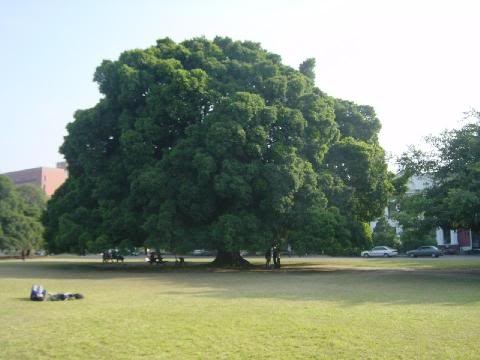 Another Ficus Microcarpa "not the traditional taiwan style"..give your insight please Ficus_10