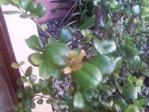 My Maba Bouxifolia...is it under pot? - Page 2 My Maba Bouxifolia...is it under pot? - Page 2