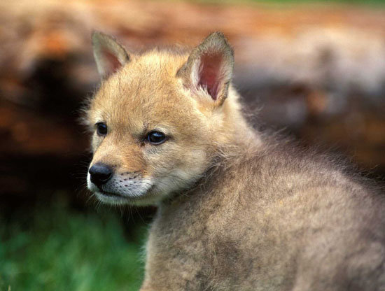 Le Loup en provence : Victoire de l'ASPAS sur L'état 40525_10