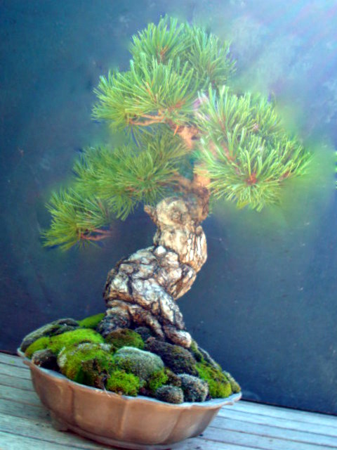 japanese white pine Pine11