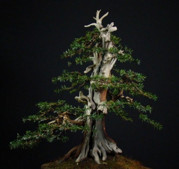 Taxus cuspidata - new styling - Page 2 Tm_81010
