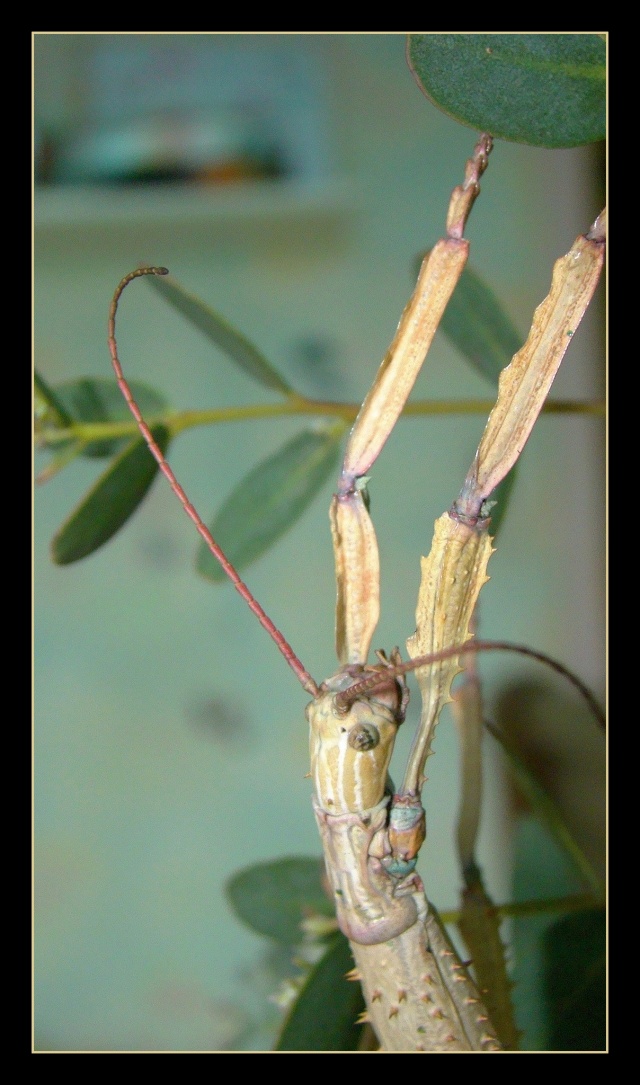  Achrioptera fallax (PSG 327) - Page 2 Photo122