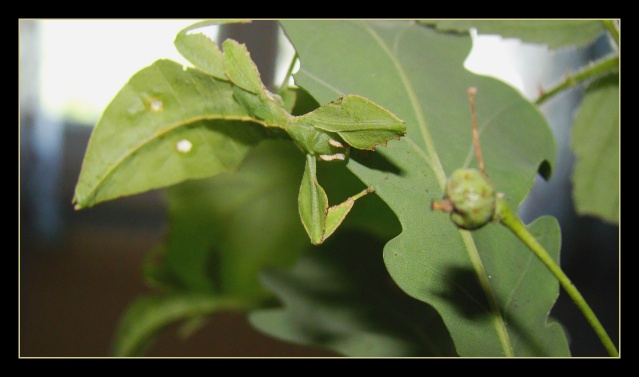 Phyllium westwoodii (celebicum) ( PSG 128) - Page 3 Photo161