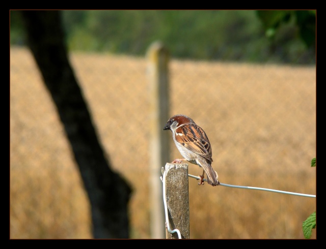 Passer domesticus (le moineau domestique) Photo_57