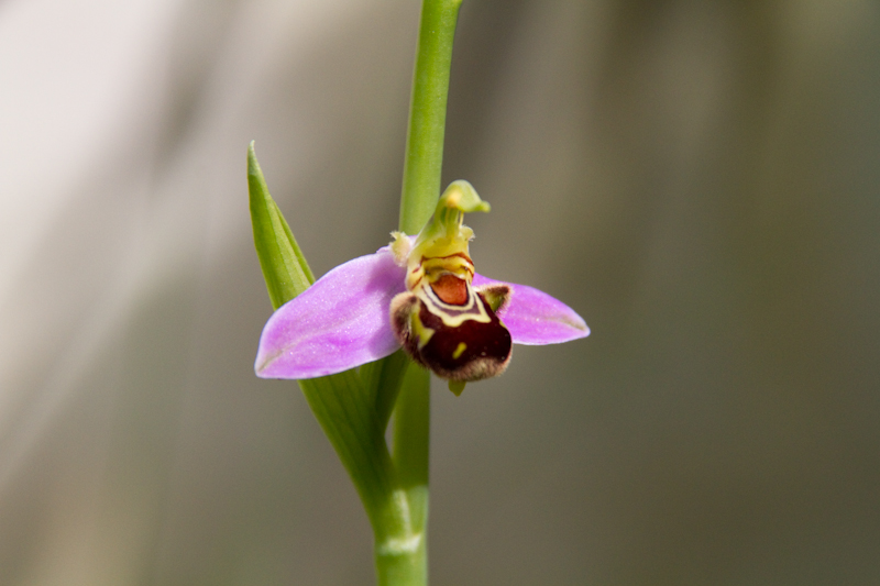 Orchidées sauvages ? (Ophris apifera et passionis) Orchid10