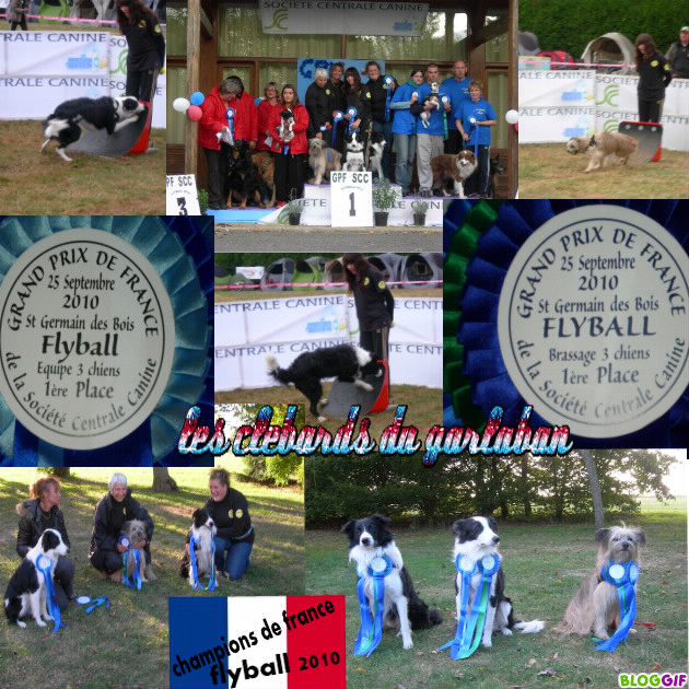 LE FLYBALL AU S.C.C.E - Page 6 Bloggi16