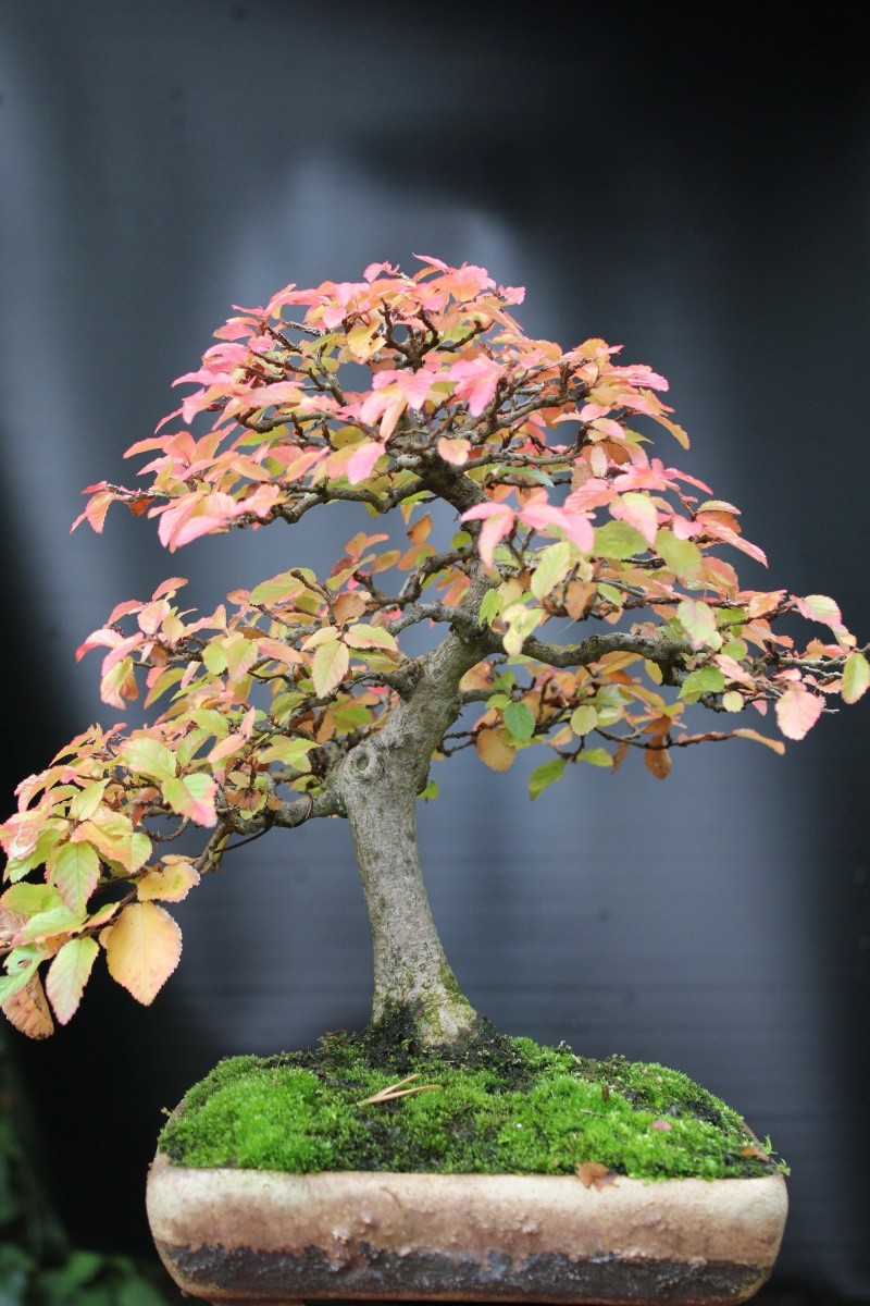 Show the Autumncolour from your bonsai - Page 2 Img_0820