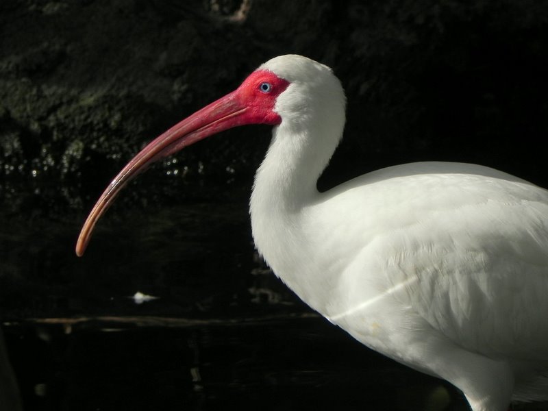 Ibis blanc Dscn3510