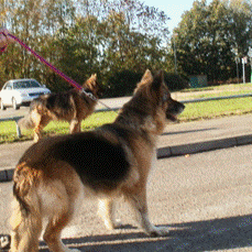 Foxy- 5 yr old GSD Girl Gsd10