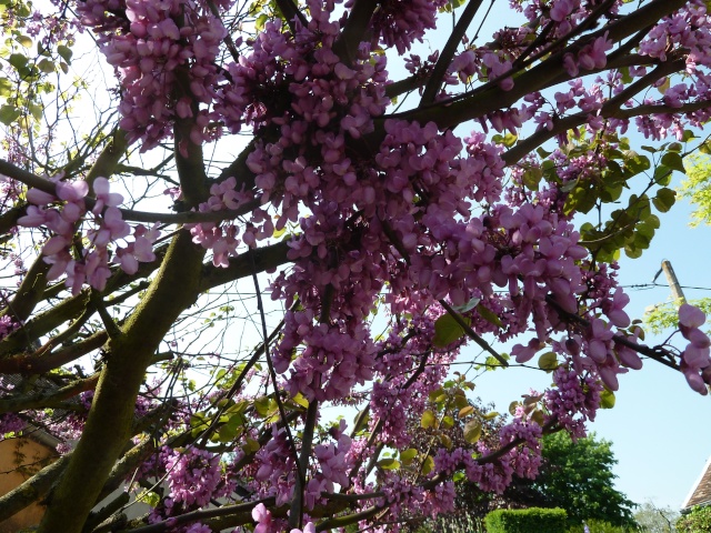 l'arbre de Judée 00512