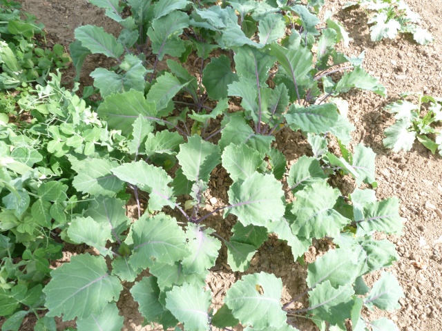 mon potager 00813