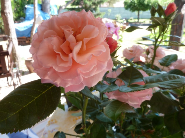 Les roses de nos jardins! - Page 7 00914