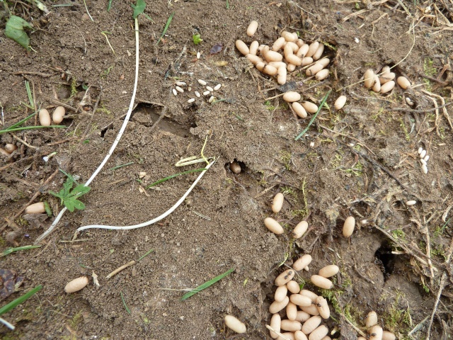 Des fourmis ! - Page 2 02912