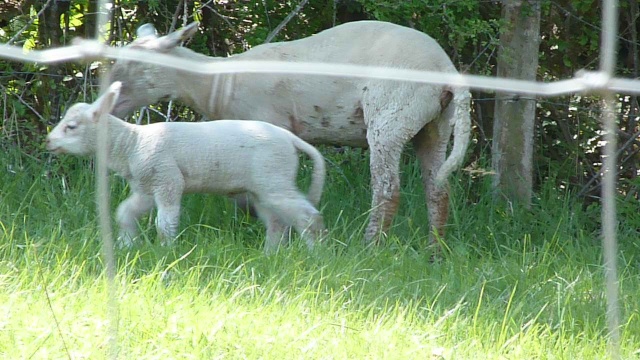agneau et maman 03210