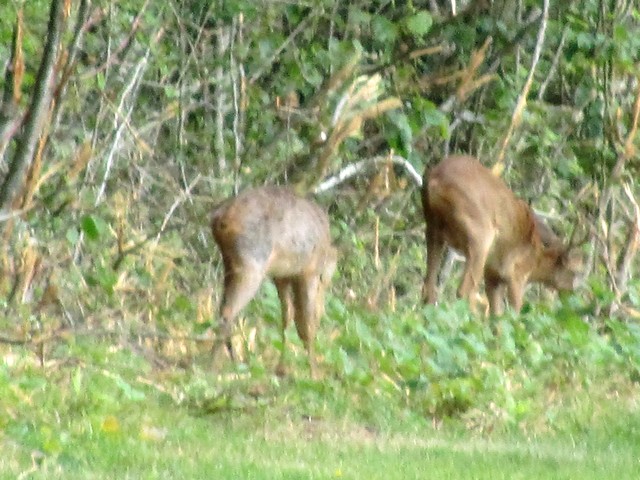 la faune des bois Img_0111