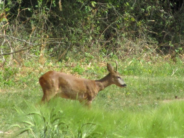 la faune des bois Img_0112